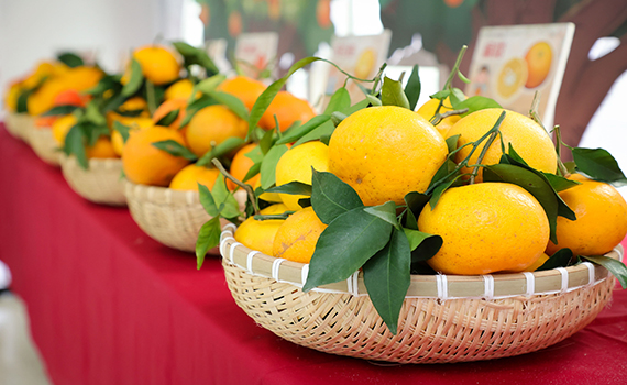 頭城柑橘上市 黃金茂谷皮薄、糖度高 桶柑春節應景果品 
