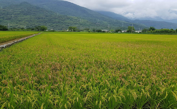 梅雨過後水稻易染病 花蓮農改場呼籲農友加強防治 