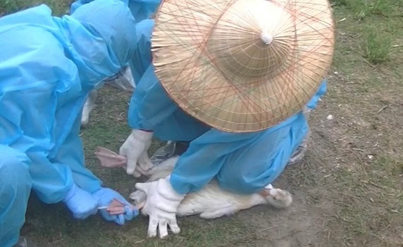 雲林偵破禽流感動物用偽藥 蘇姓主嫌羈押禁見