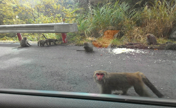 台灣獼猴頻出現太平山區 羅東林管處籲不要靠近勿餵食 