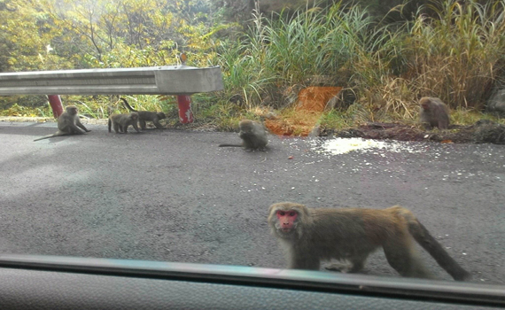 台灣獼猴頻出現太平山區 羅東林管處籲不要靠近勿餵食