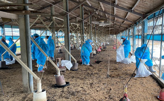 雲林縣禽流感疫情持續中　昨又2處撲殺2萬7千隻 