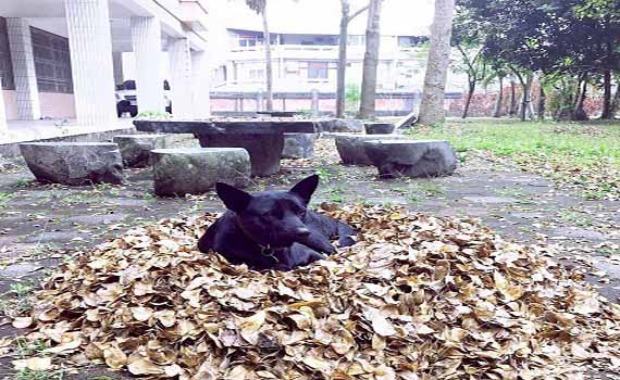 古坑國中送養兩隻狗 在社群臉書引起熱烈回應