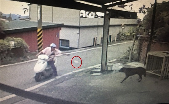 影/古坑桂林村傳投毒殺狗 愛犬麻糬痛苦掙斷狗鍊