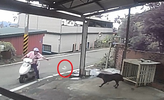 古坑黃姓犯嫌擲毒物殺犬 坦承犯行將依動保法查處