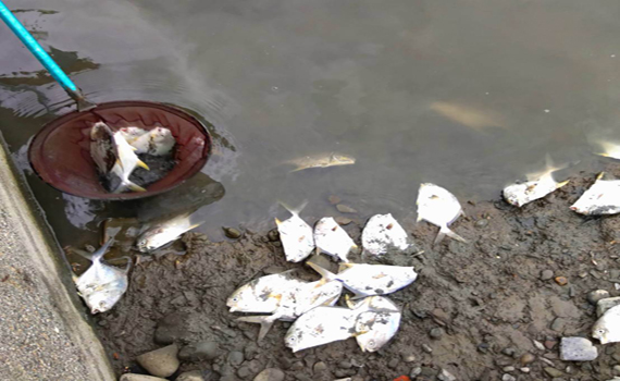 養殖場魚群暴斃怪罪水閘門 宜縣府水資處:與此無關
