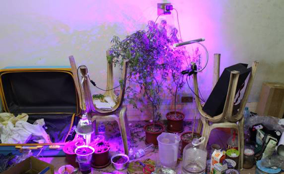 販售毒咖啡包又在自家種大麻 台南宅男送法辦