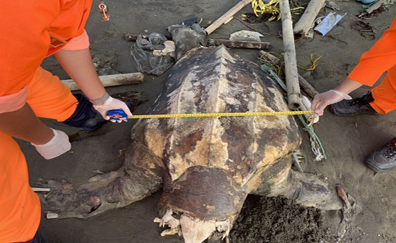 麥寮西北堤岸際發現死亡海龜　海巡人員協助處理 