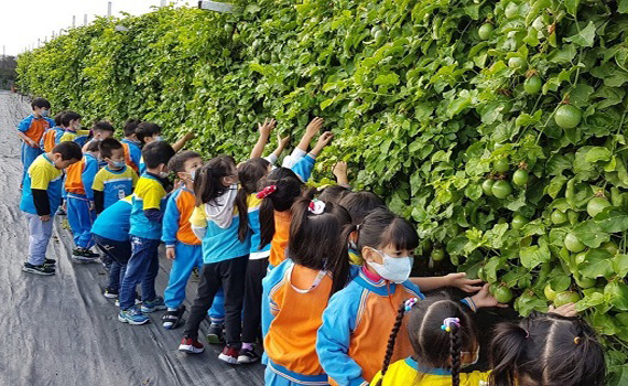 農場體驗食農教育 幼兒搓五色湯圓