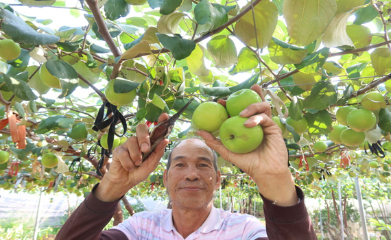 陳勝華種植棗子口感獨特 比青蘋果美味