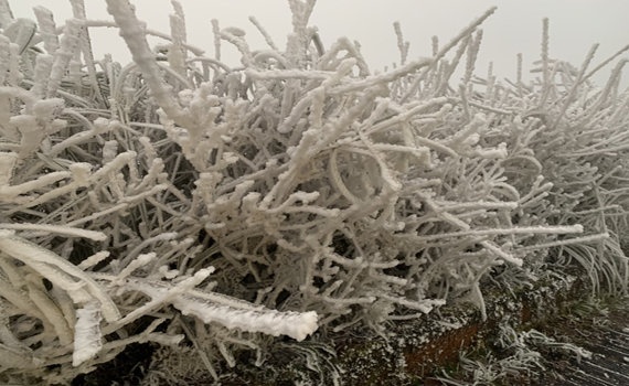 寒流來襲太平山零下五度 水氣不足未下雪霧淞景像亮眼