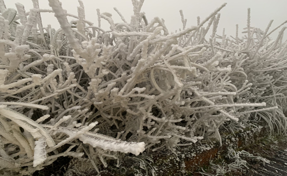 寒流來襲太平山零下五度　水氣不足未下雪霧淞景像亮眼 