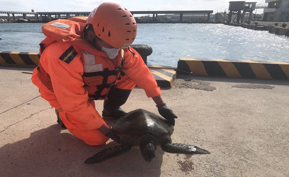 白沙鄉牛踏尾海岸海龜受困淺灘 岸巡弟兄振奮搶救
