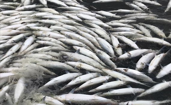 影／跨年夜虱目魚凍死30萬尾　農委會將啟動天然災害救助 