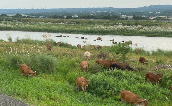 影／塞上風光‧群牛奔騰　貓羅溪畔牛群大遷徙景象成絕響 