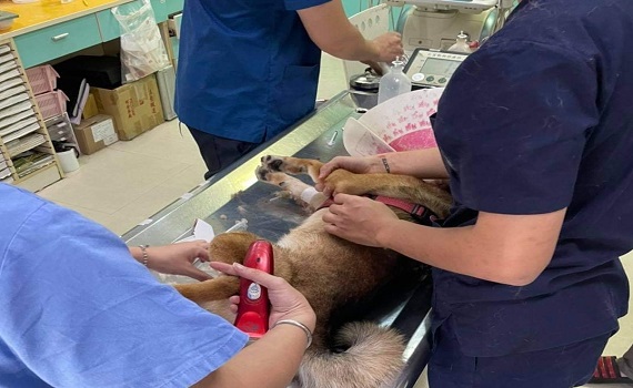 狗咬狗後飼主又互控 結果雙方遭嘉縣府開罰13萬3
