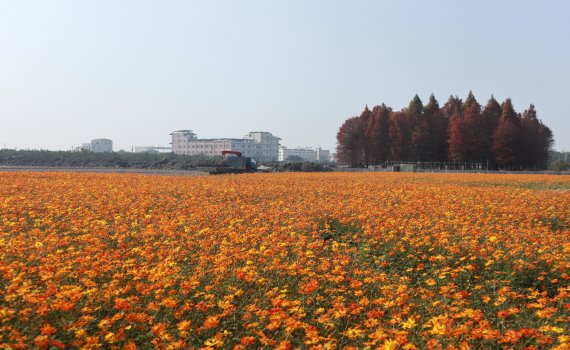 影/秘境!員林市蜀葵花田變身浪漫橘紅色波斯菊花海