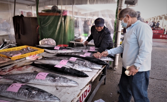 澎湖魚市即景 土魠量多價跌撿便宜趁現在