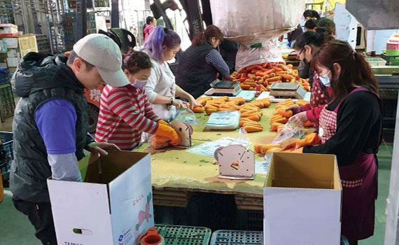 雲林蔬菜征服星國消費者口味 15公噸紅蘿蔔西芹美生菜啟運