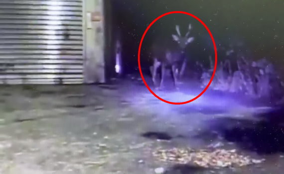 影/男大生「小鹿」亂撞?另類的豔遇!