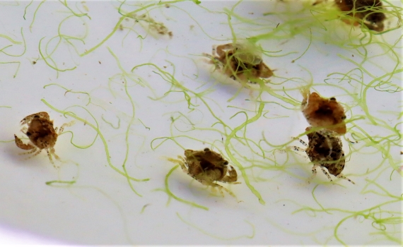 獨家/沙蟹復育終極武器 澎種苗場取得「養殖池圓形攀附管」專利權