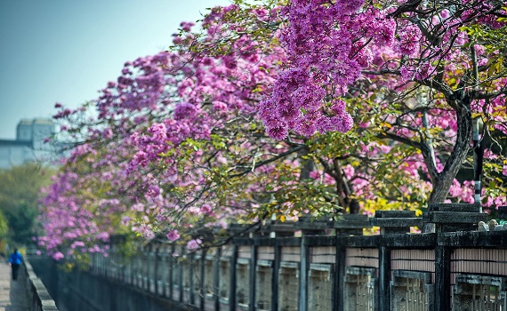 觀傳媒 雲嘉南新聞 洋紅風鈴木盛開打卡美照 嘉 首選