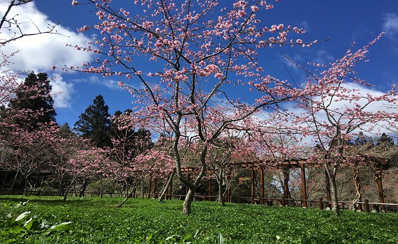 阿里山花季將自3月10日到4月10日登場