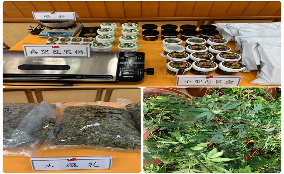 嘉縣警破獲史上最大宗 19處透天新厝種逾5億元大麻毒