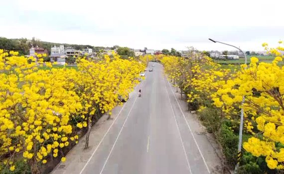 影/芬園黃花風鈴木花季大遲到 雨不順惹的禍