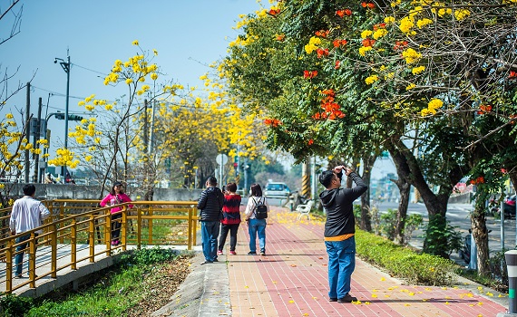 觀傳媒 雲嘉南新聞 嘉義黃花風鈴木燦爛登場中埔散步音樂會迎賓