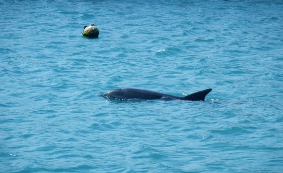 影/和平大使！228澎湖沙港游入一瓶鼻海豚引民眾觀看 