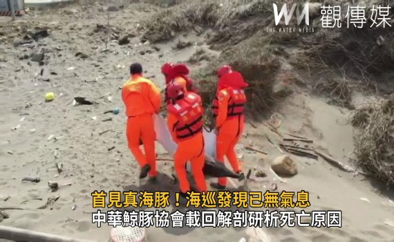 影/首見真海豚!海巡發現已無氣息協處搬運處置