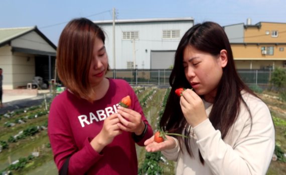 影/採白草莓不必遠赴日本 大村鄉體驗採草莓「趣」