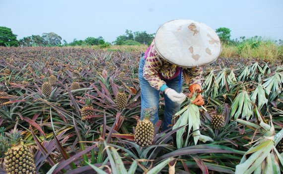 影／台灣鳳梨遭禁　社區鳳梨加工自立自強 