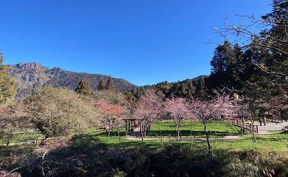 阿里山花季即登場 準備上山賞花森呼吸