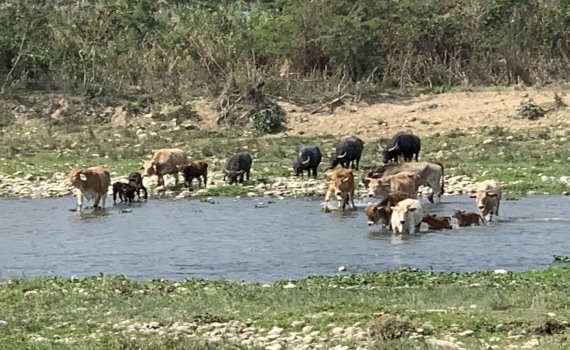 影／非洲草原動物大遷徙　牛群集體橫渡烏溪異常壯觀！ 