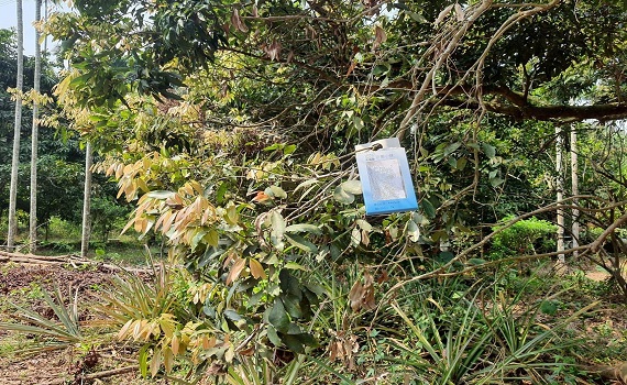 嘉市荔枝椿象生物防治 釋放逾2萬平腹小蜂大軍