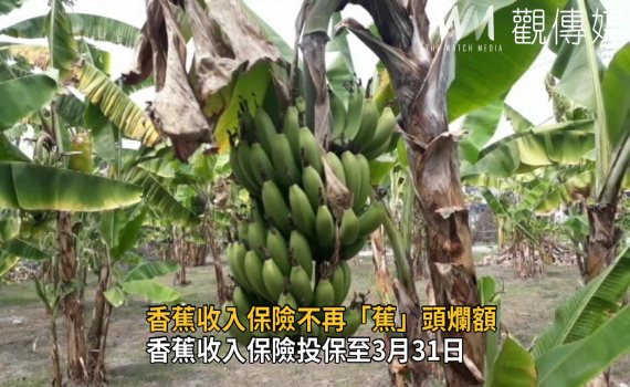 影/不再「蕉」頭爛額 香蕉收入保險投保至110年3月31日