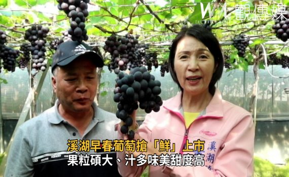影/溪湖早春葡萄搶「鮮」上市 果粒碩大、汁多味美甜度高