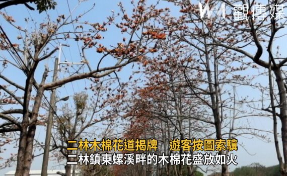 影／太火紅　二林鎮東螺溪畔的木棉花盛放如火　美不勝收 