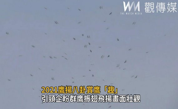 影/2021鷹揚八卦賞鷹「趣」 南路鷹盤旋落鷹奇觀