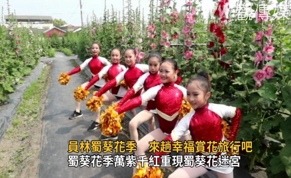 影/偽出國!員林蜀葵花季 萬紫千紅重現蜀葵花迷宮