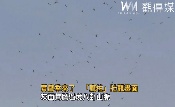 影/賞鷹季來了 灰面鵟鷹過境八卦山脈「鷹柱」壯觀畫面