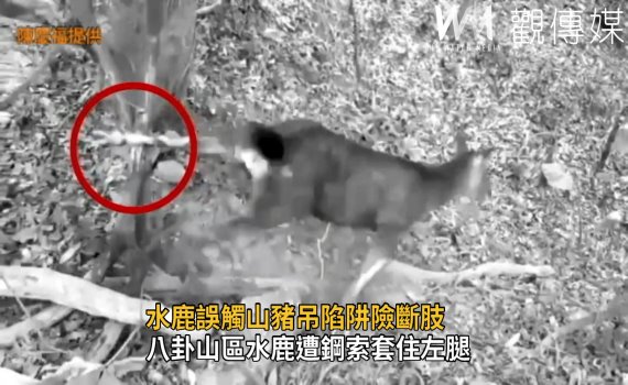 影/么壽喔!有人設「陷」 水鹿誤觸山豬吊陷阱險斷肢