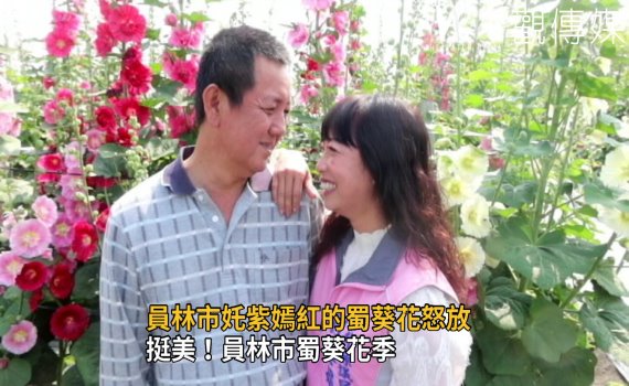 影/挺美!員林市蜀葵花季 萬紫千紅的蜀葵花綻放