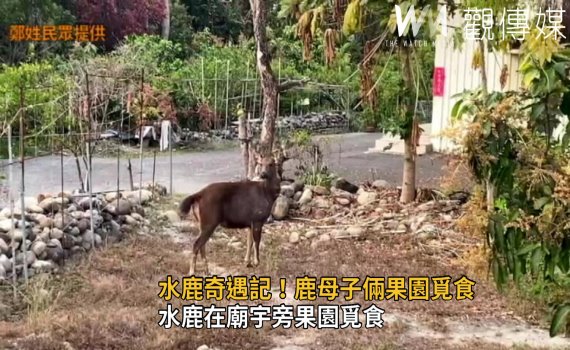 影／水鹿奇遇記！八卦山區中央嶺步道　水鹿母子倆果園覓食 