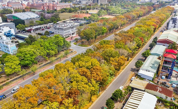 全台最美桃花心木廊道 世賢路限定美景