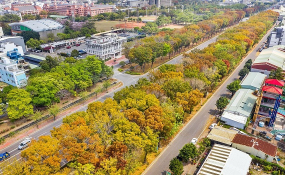 全台最美桃花心木廊道　世賢路限定美景 