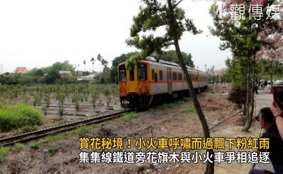 影/賞花秘境!小火車呼嘯而過飄下粉紅雨