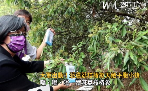 影/嗡、嗡、嗡 殲滅荔枝椿象 彰縣釋放平腹小蜂大軍